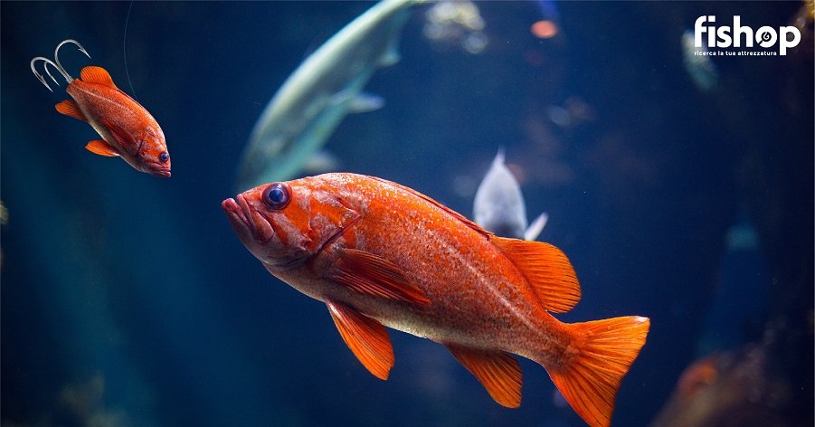 every fish isn’t a fish 150 ppi-01